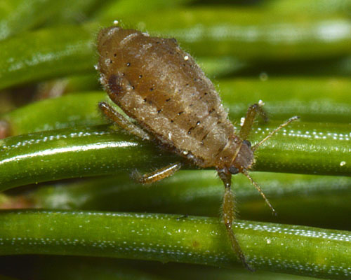 Cinara_pilicornis_adult_aptera_on_spruce_c2014-04-28_17-03-48ew