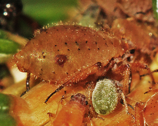 Cinara_pilicornis_brown_and_green_119_sitka_2ew