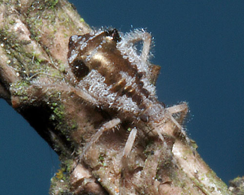 Cinara_pruinosa_aptera_reared_on_Picea_sitchensis_from_Abbots_Wood