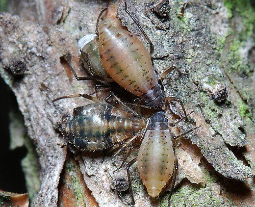 Cinara_pruinosa_aptera_with_Cinara_piceicola_aptera_ovipara_and_nymph_on_Picea_sitchensis_in_Abbots_Wood