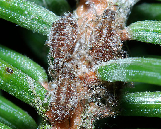 cinara_pruinosa_fourth_instar_nymphs_on_Picea_abies_at_Beckley_Wood