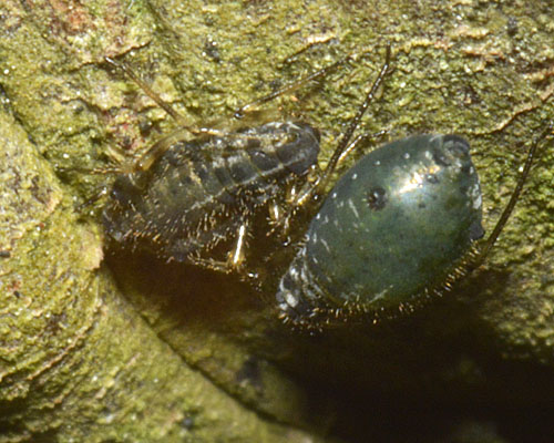 Cinara_confinis_aptera_and_nymph_on_Abies_c2014-09-05_16-32-11ew