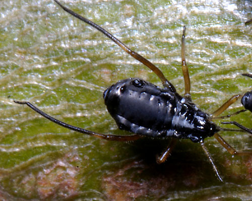 Cinara_curvipes_aptera_with_legs_extended_on_Abies