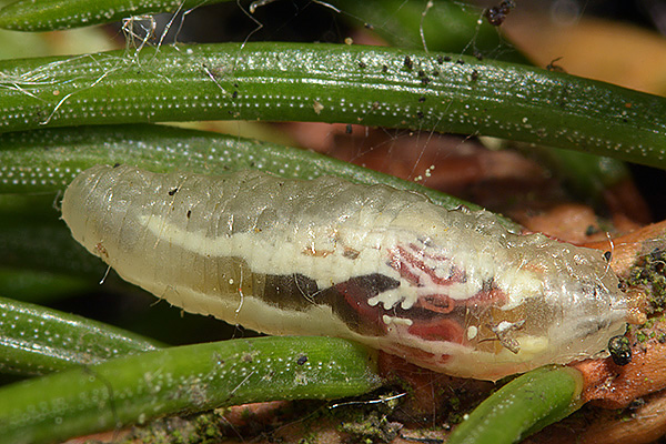Episyrphus_balteatus_larva_predating_Cinara_pilicornis_c2017-05-24_17-41-02